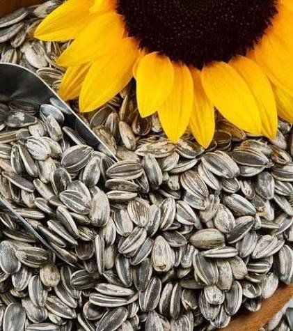 Flower and floriculture seed