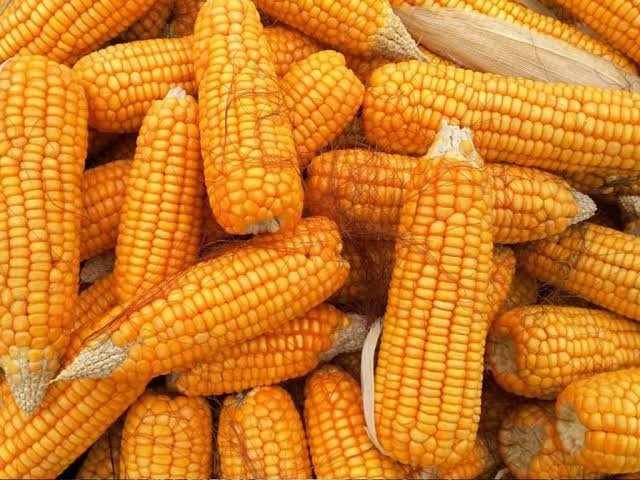 Hybrid and OPV maize seed
