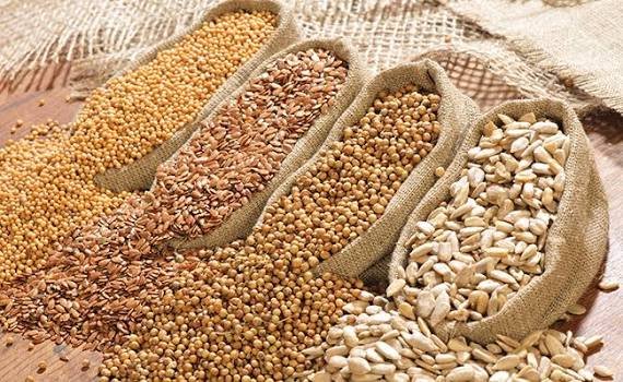 Canola, mustard and sunflower oilseed crops