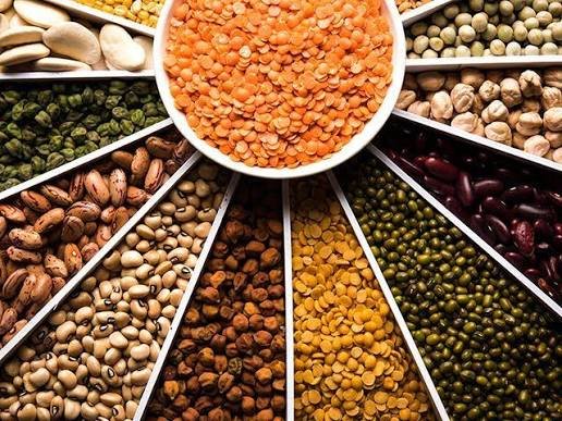 Mung, mash, gram and lentil pulse seed