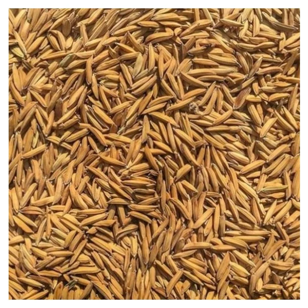 Super Basmati rice seed