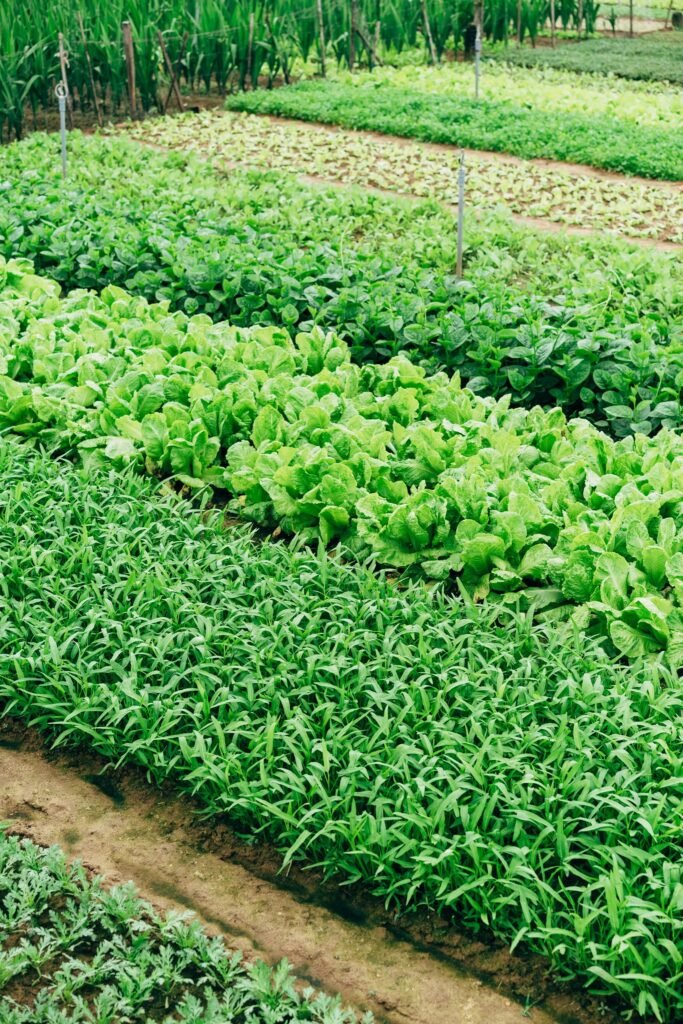 Healthy crop rows grown from certified seed in Punjab
