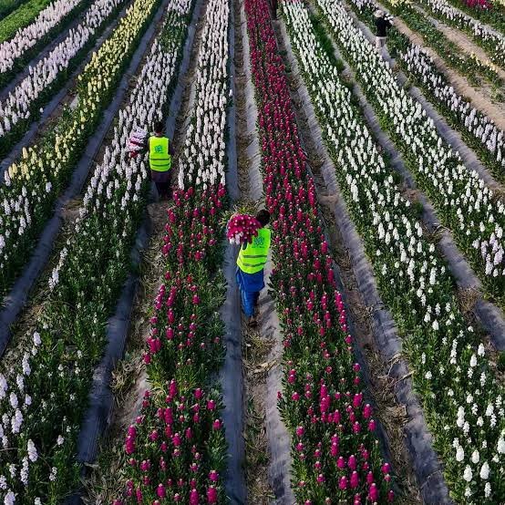 Commercial Flower Growing