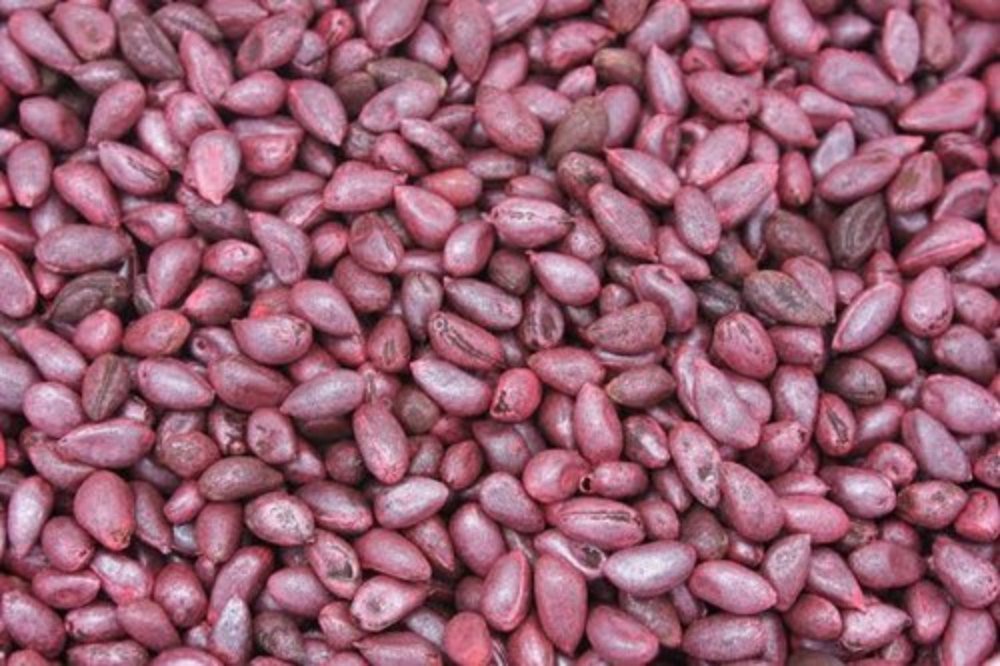 Bt and non-Bt cotton seed