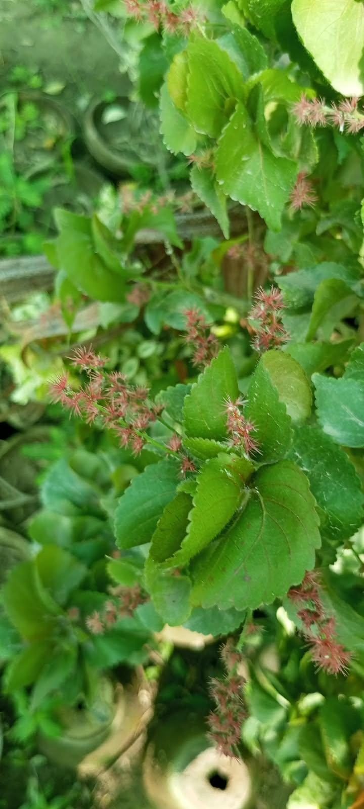 Acalypha at the AgroZat nursery