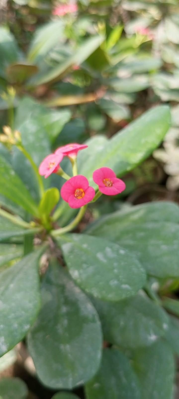 Crown of Thorns - Hot Pink at the AgroZat nursery