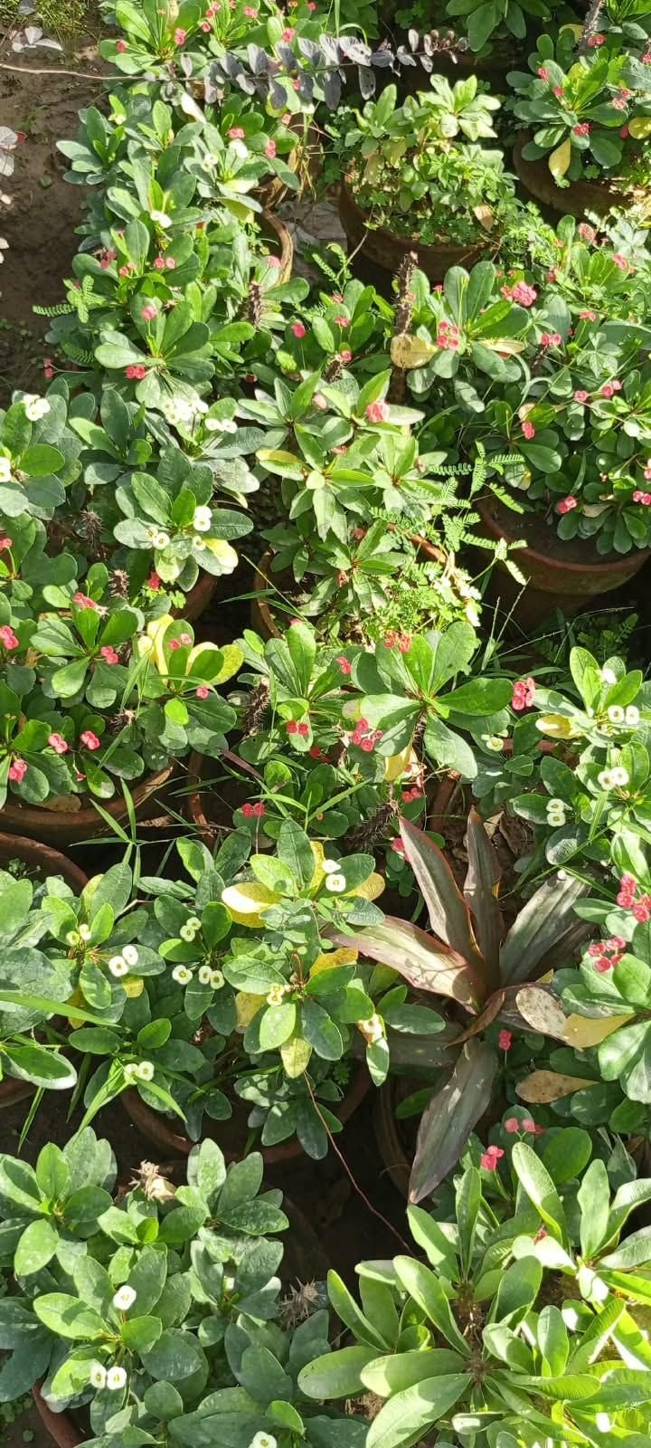 Mixed Colours in Pots at the AgroZat nursery