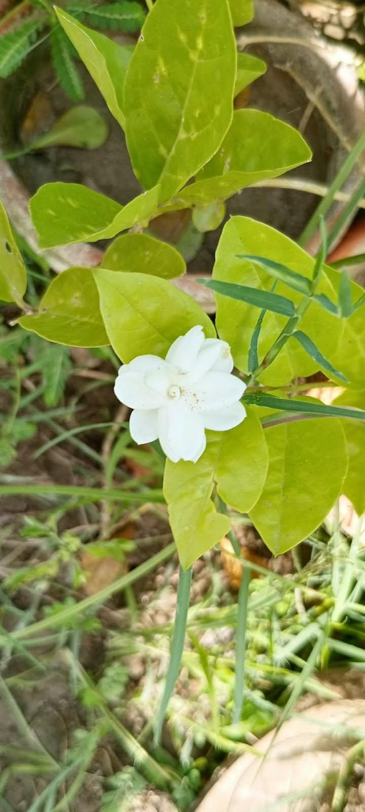 Mogra (Arabian Jasmine) at the AgroZat nursery