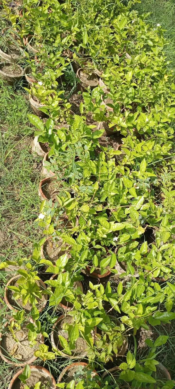 Mogra Plants in Pots at the AgroZat nursery
