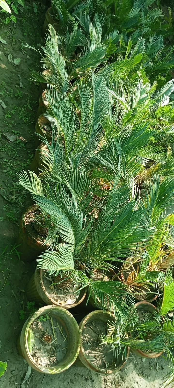 Sago Palm in Pots at the AgroZat nursery