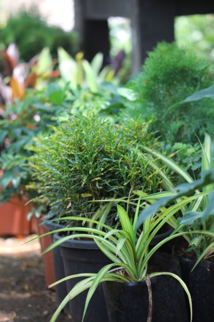Supply of Ornamental Plants