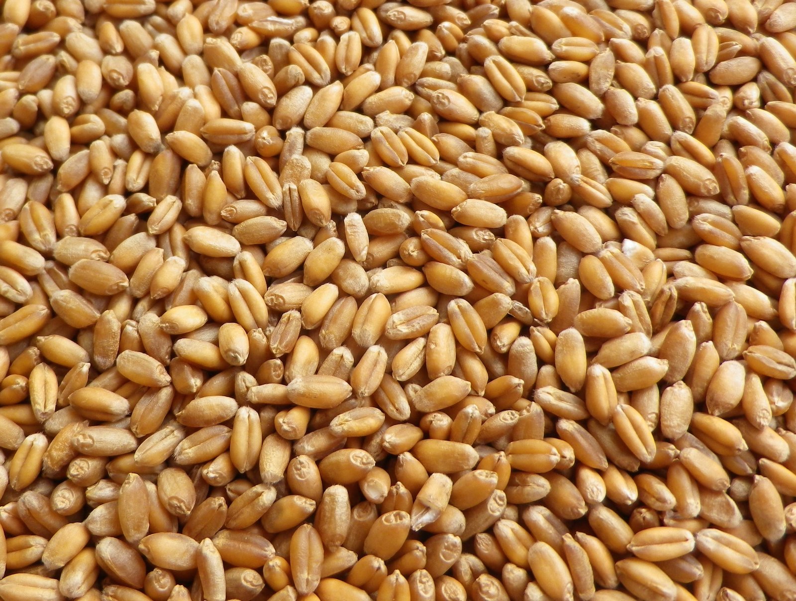 Certified wheat seed Punjab